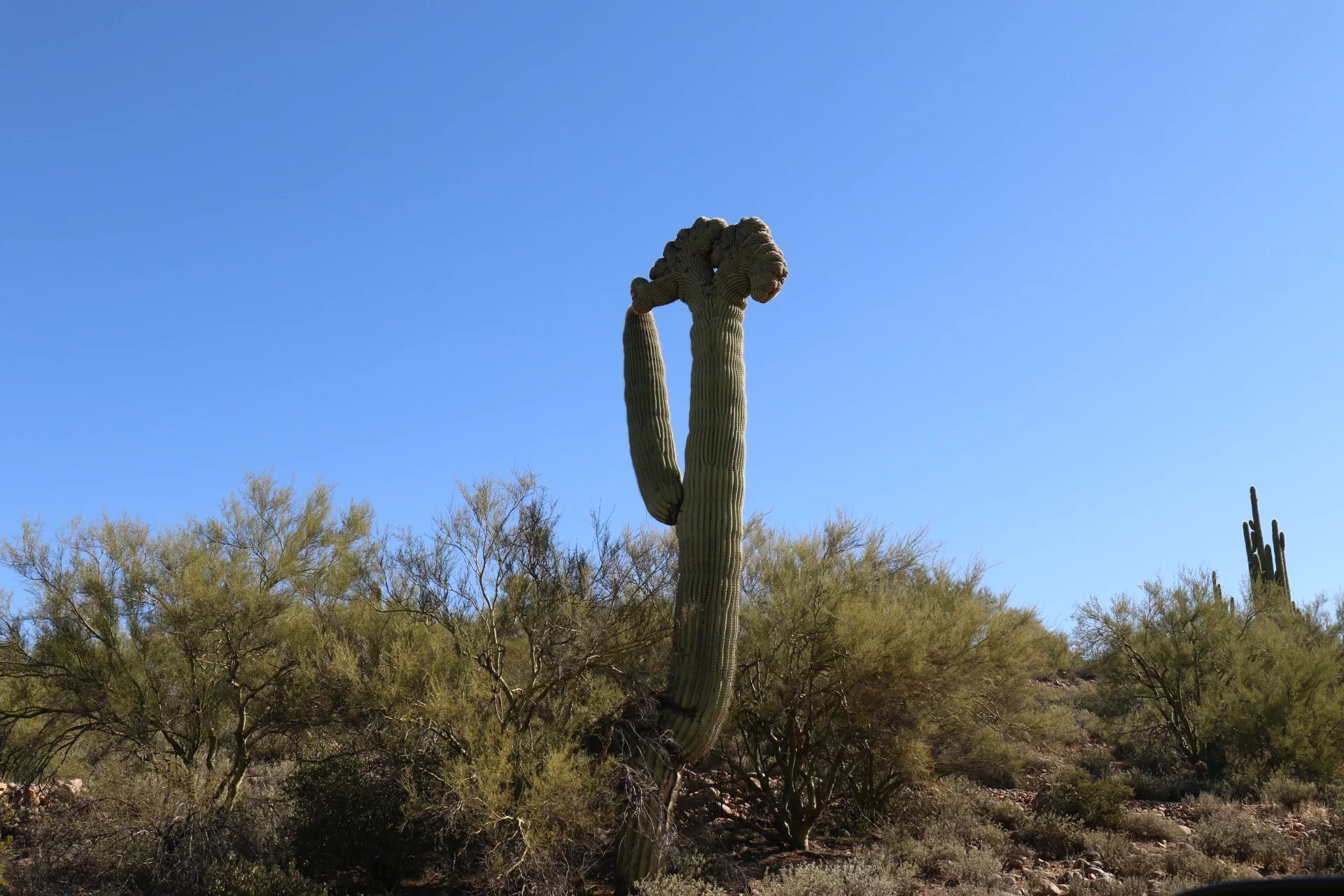 7D_44517-Small.webp