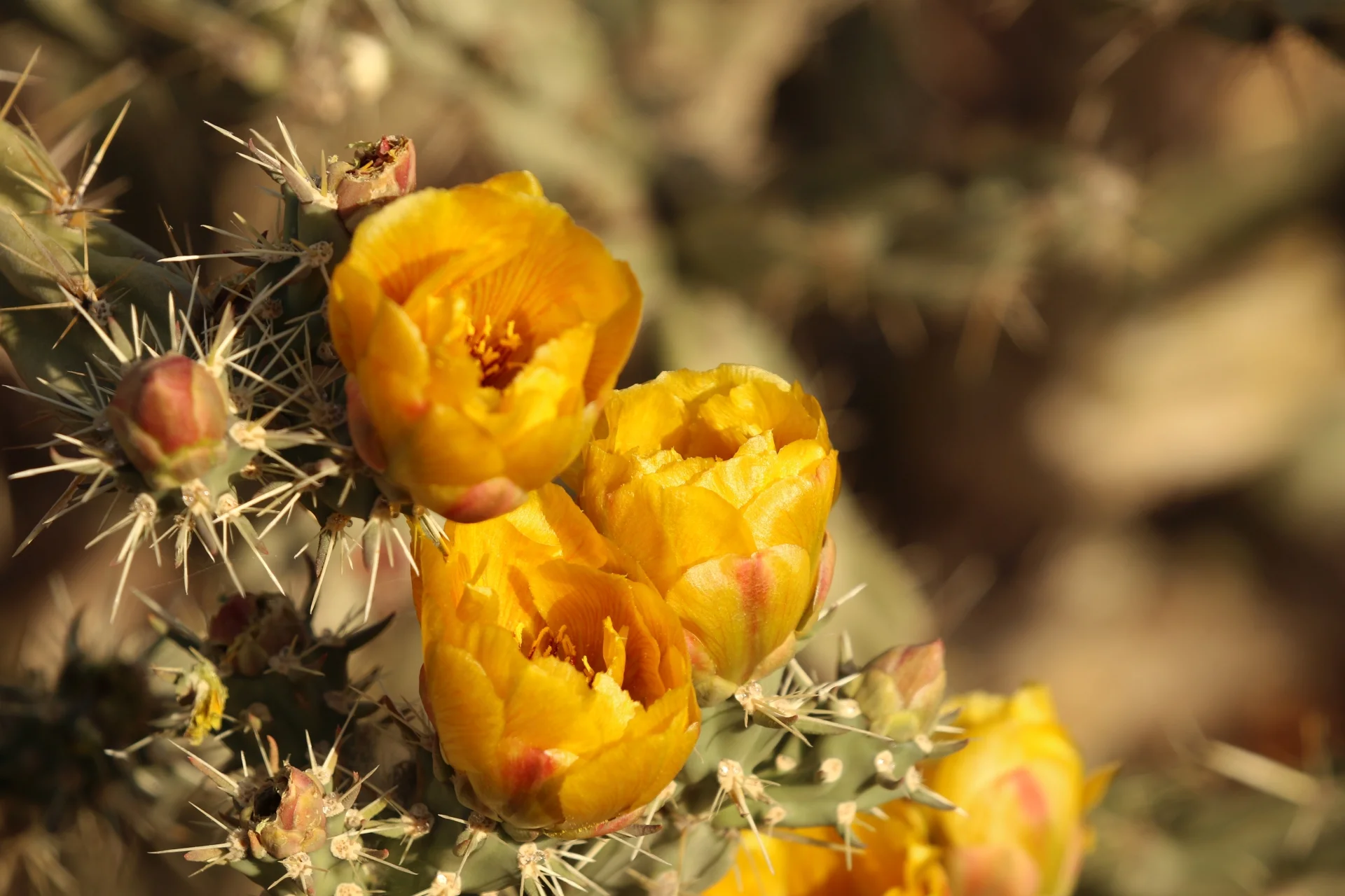 7D_45460-Small.webp