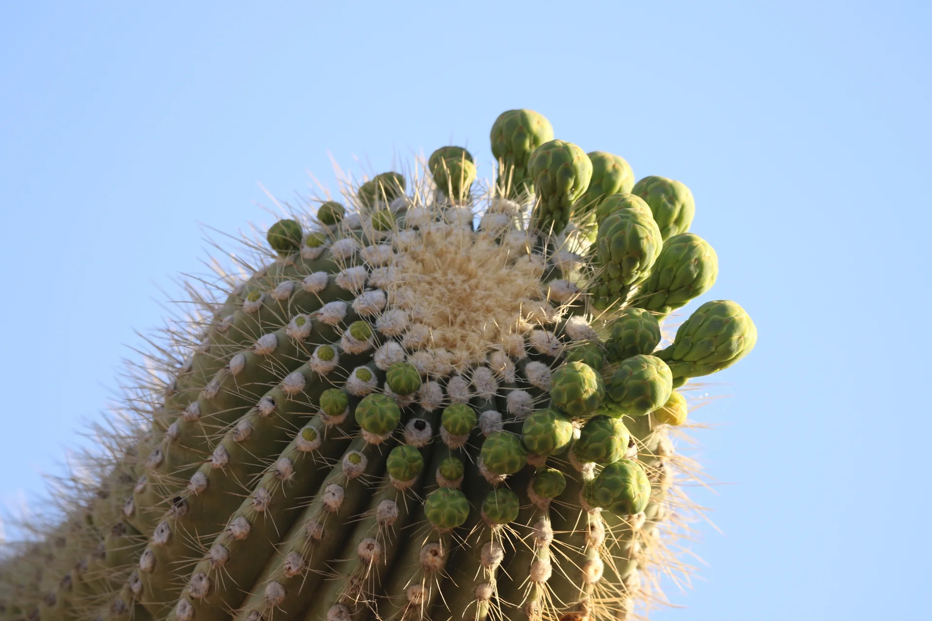 7D_45462-Small.webp