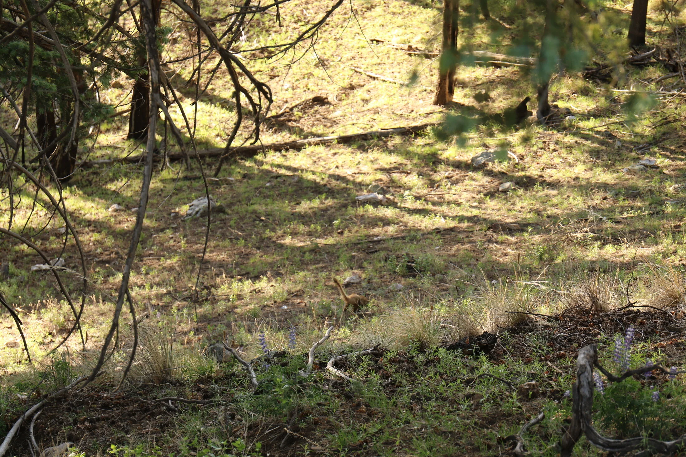 7D_46509.webp