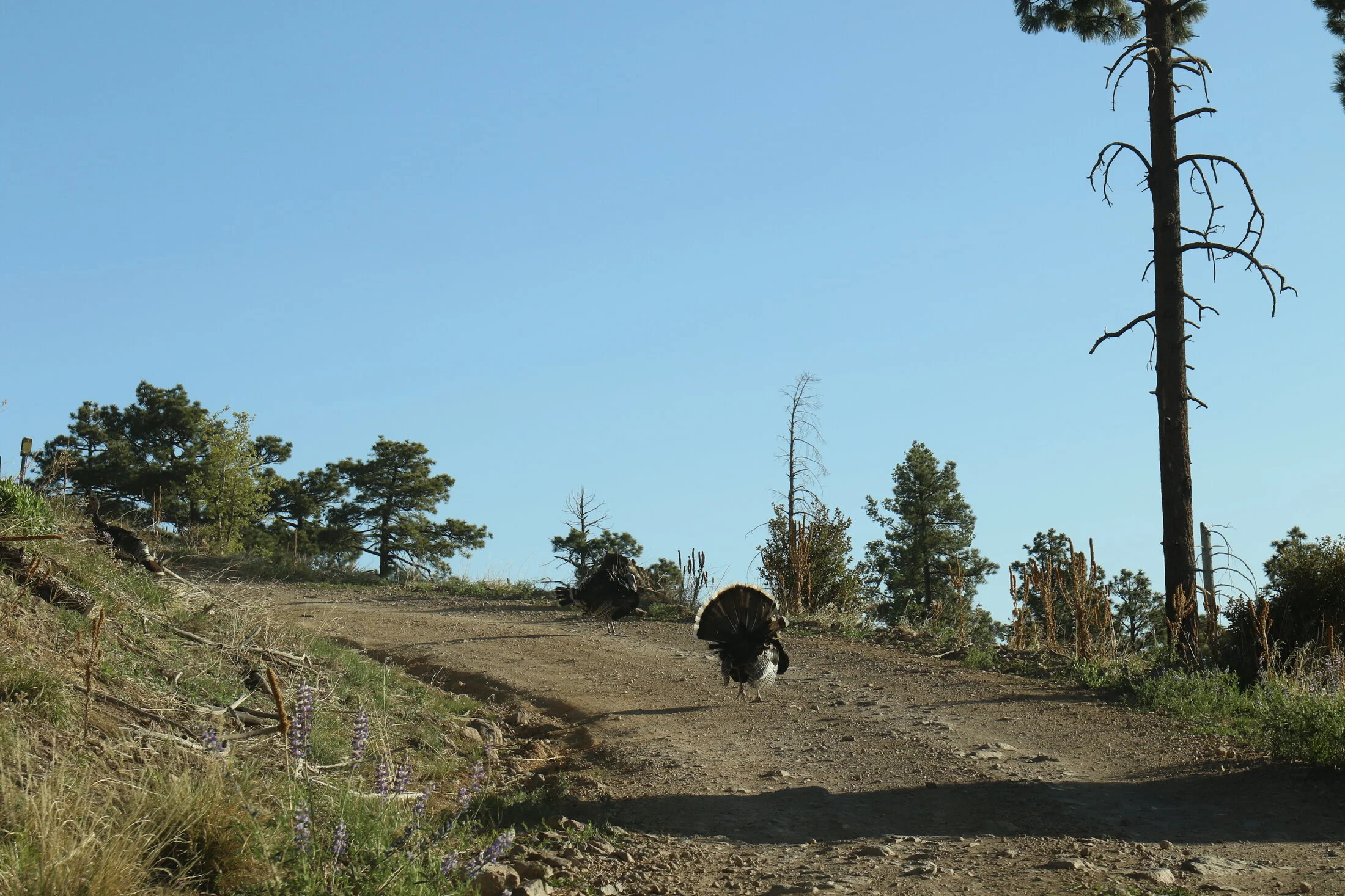7D_46520.webp
