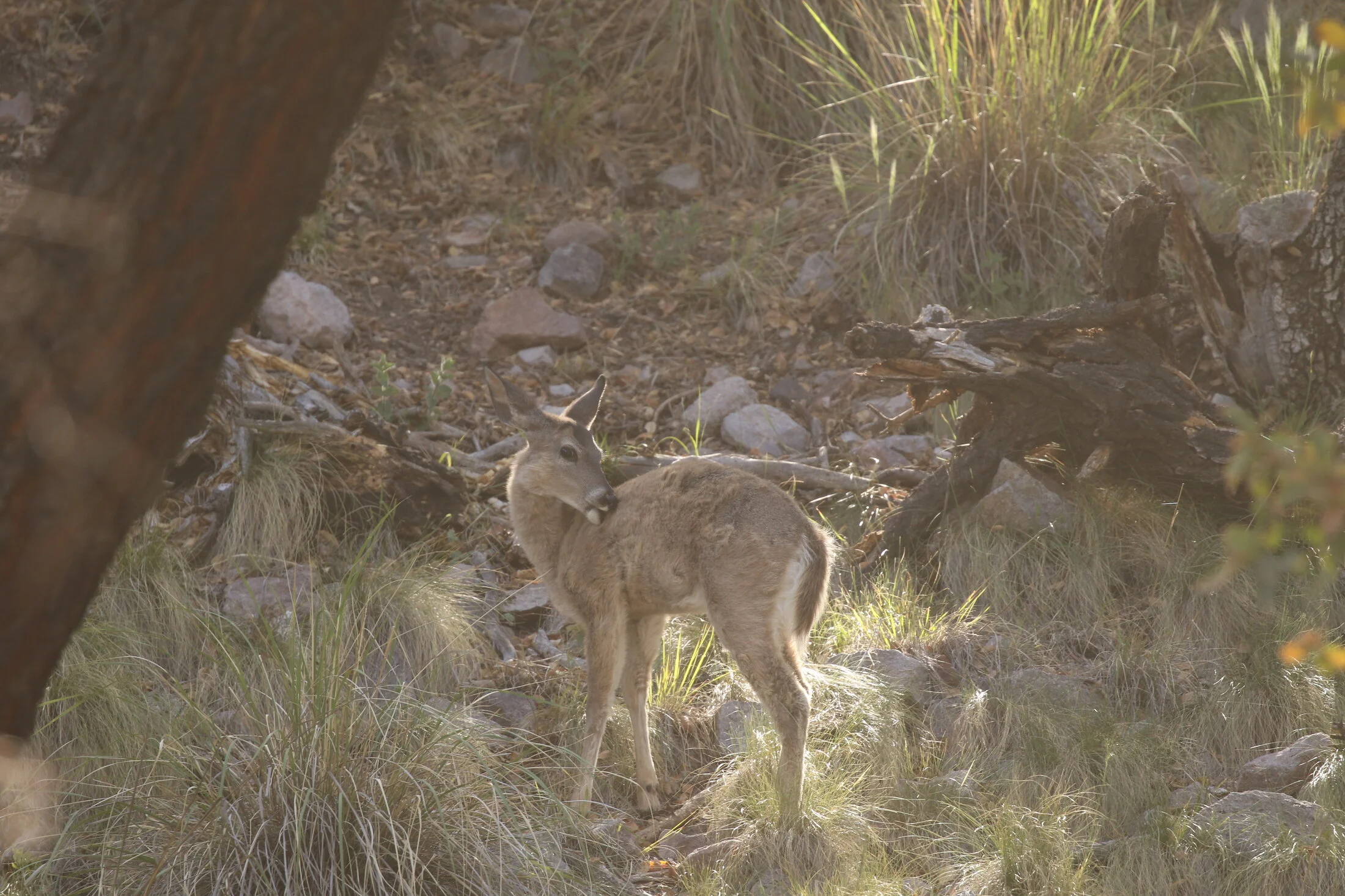 7D_46539.webp