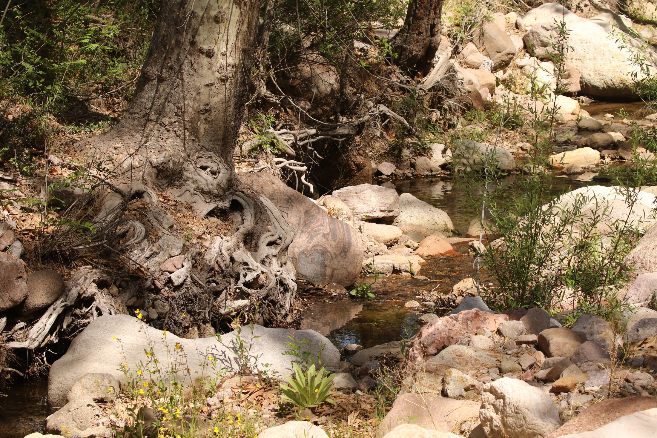 7D_46562.webp