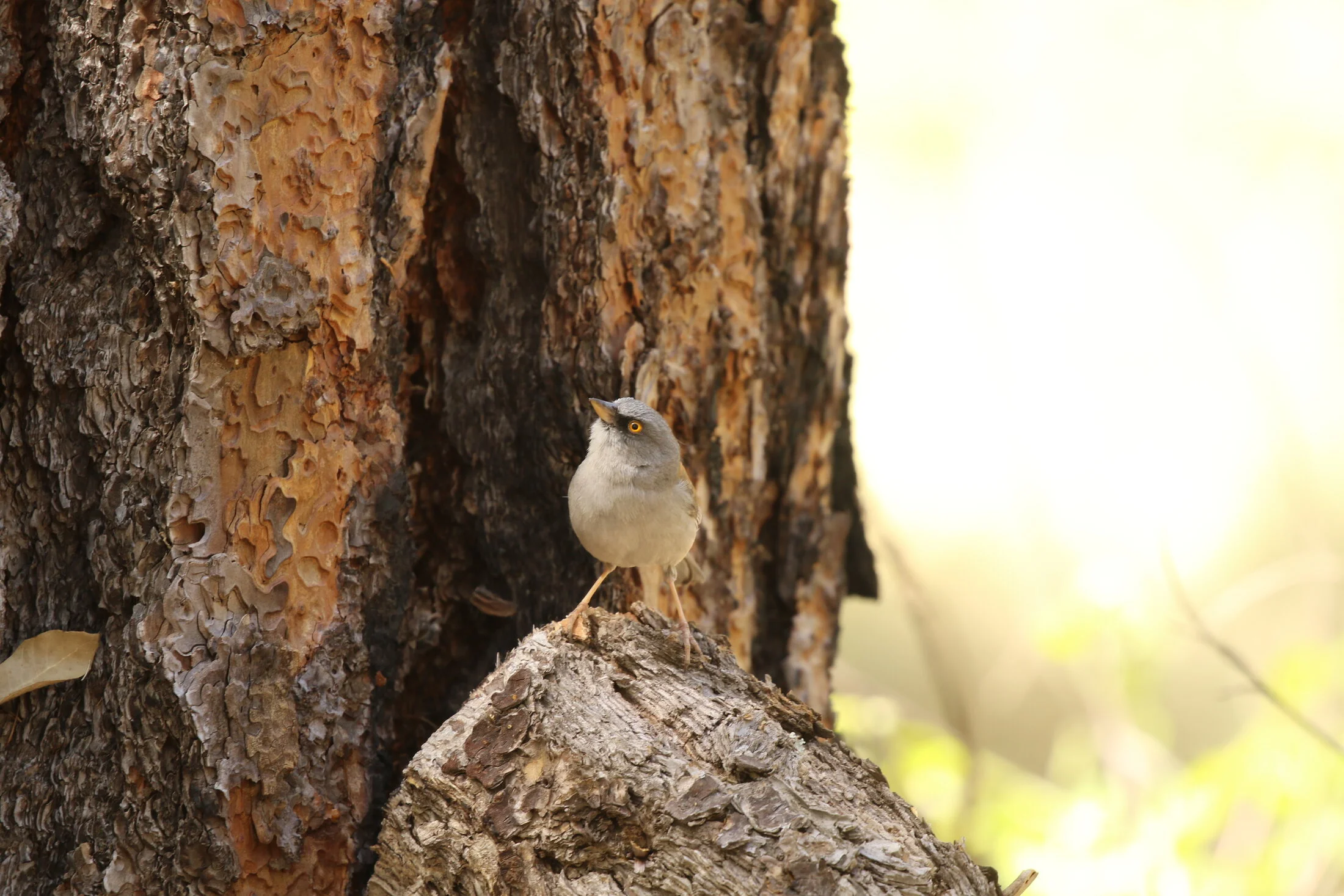 7D_46565.webp