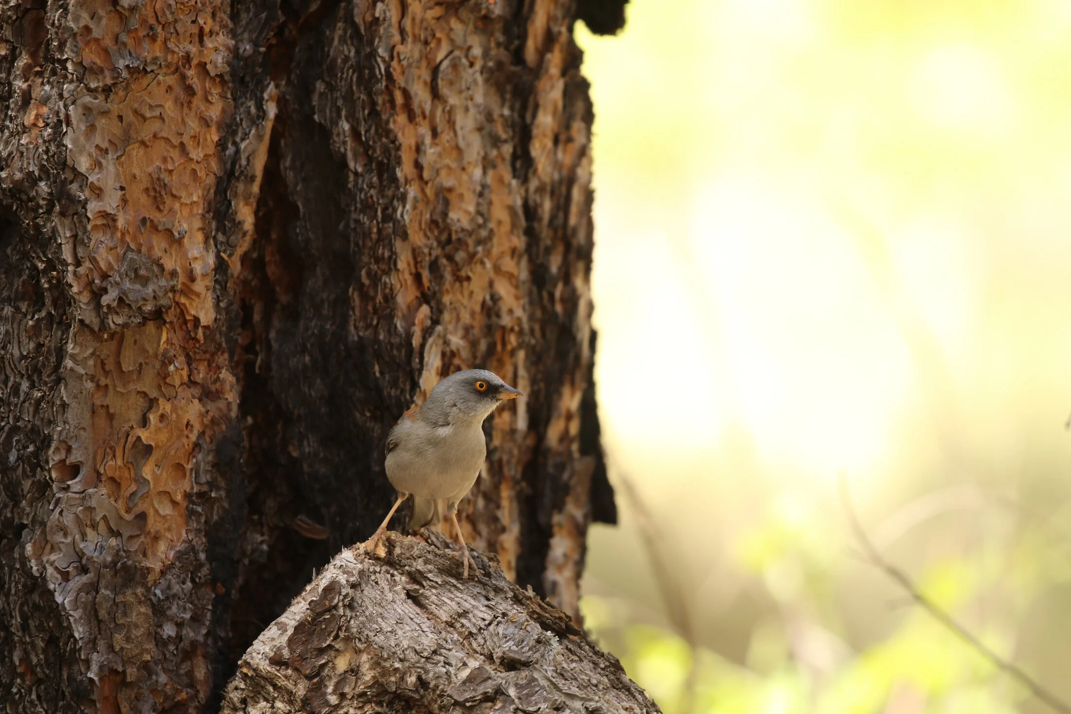 7D_46566.webp