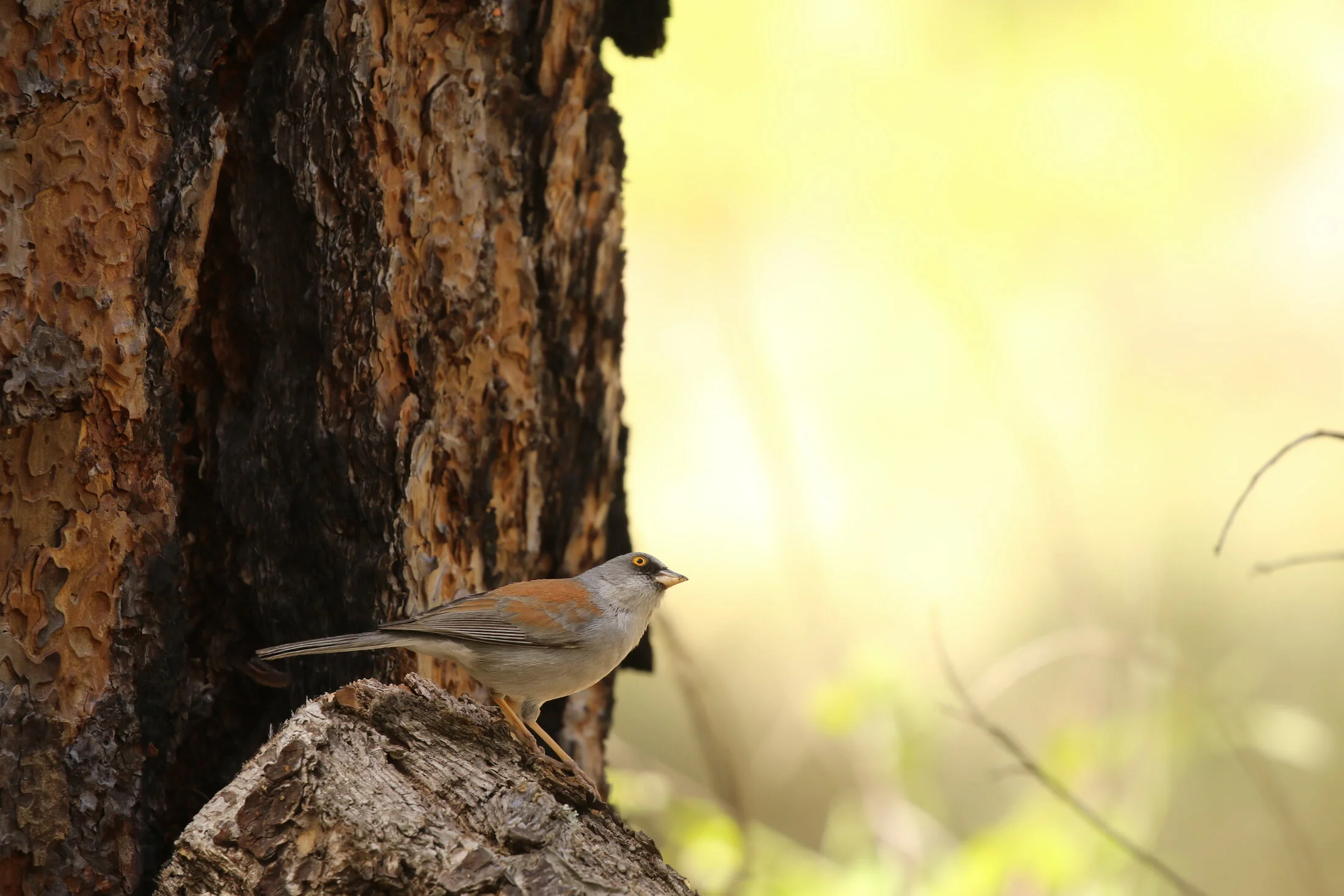 7D_46569.webp