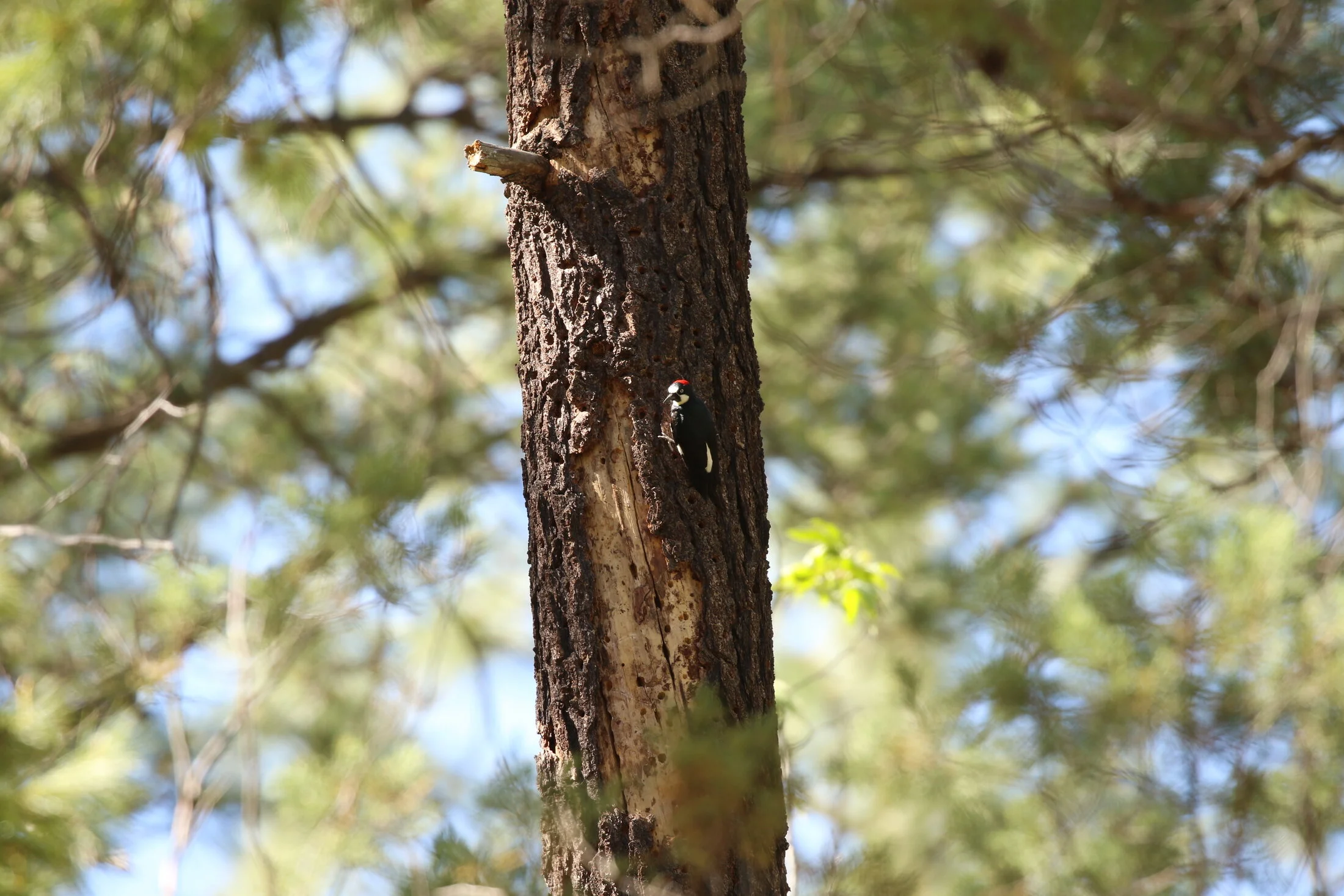 7D_46688.webp