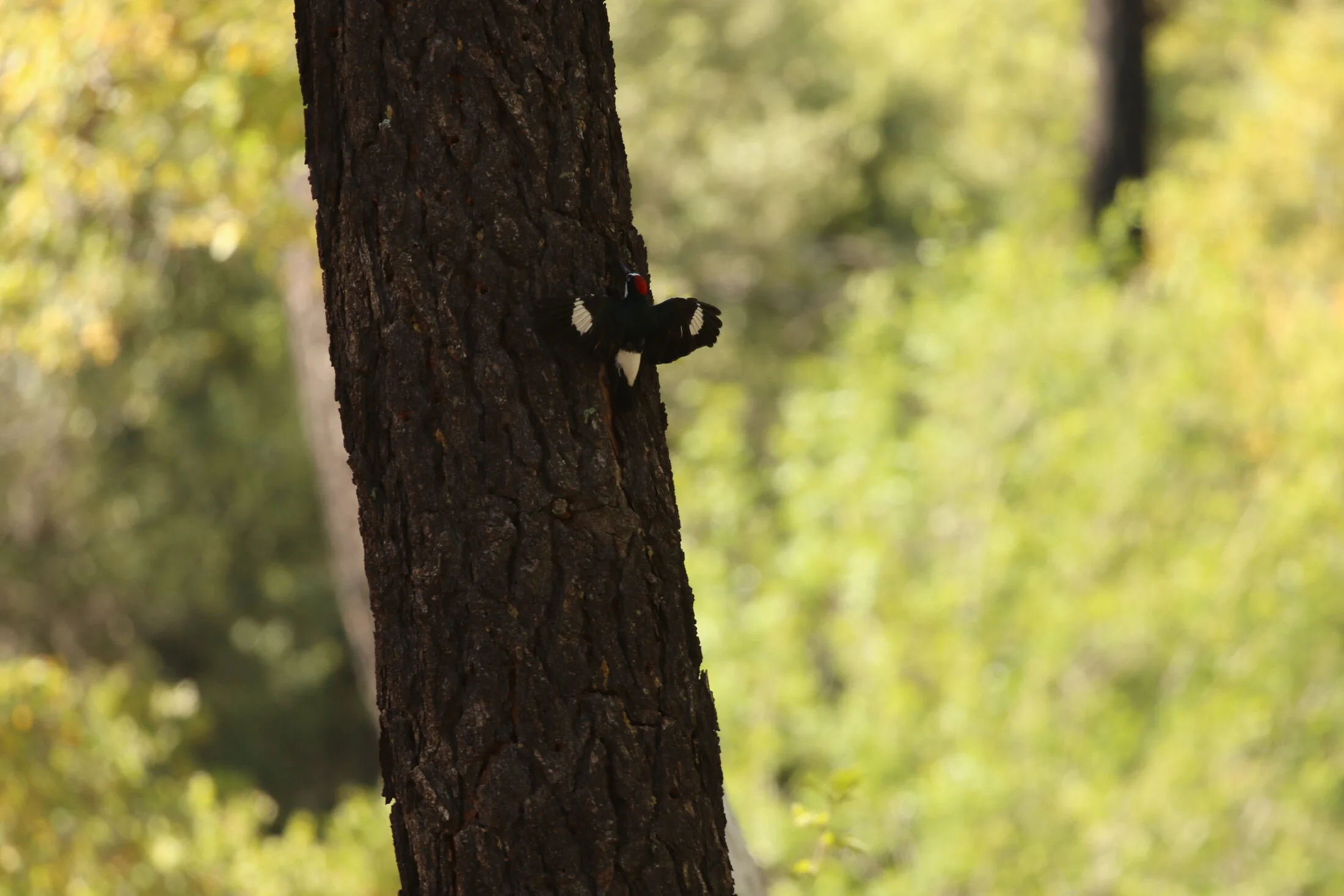 7D_46701.webp