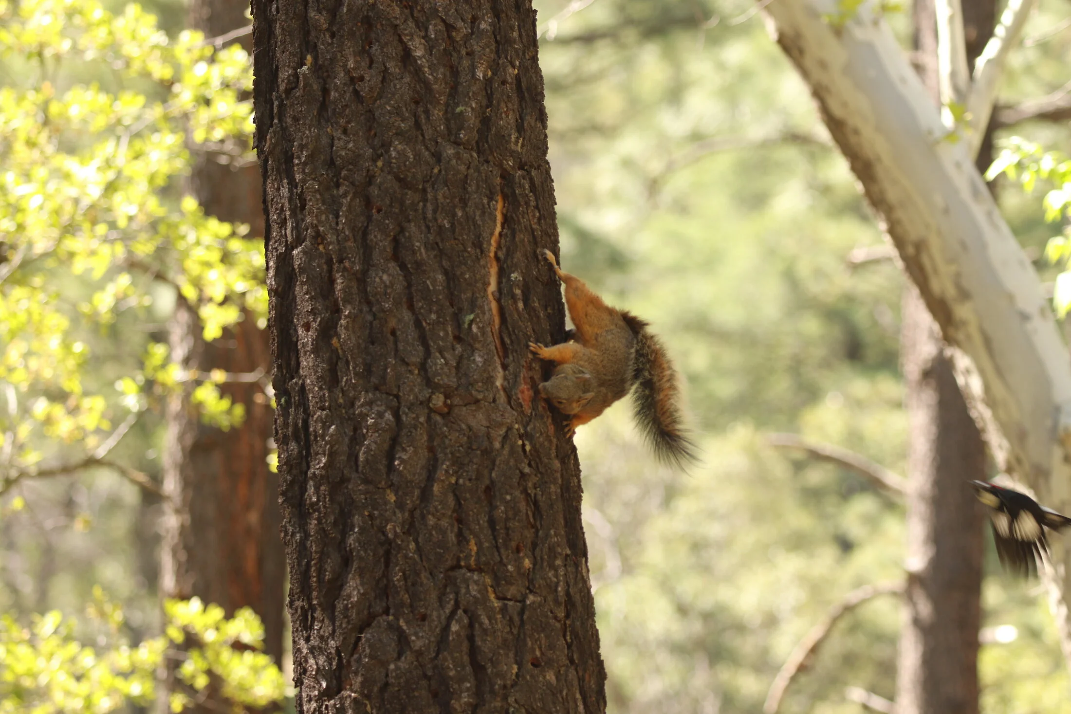 7D_46802.webp
