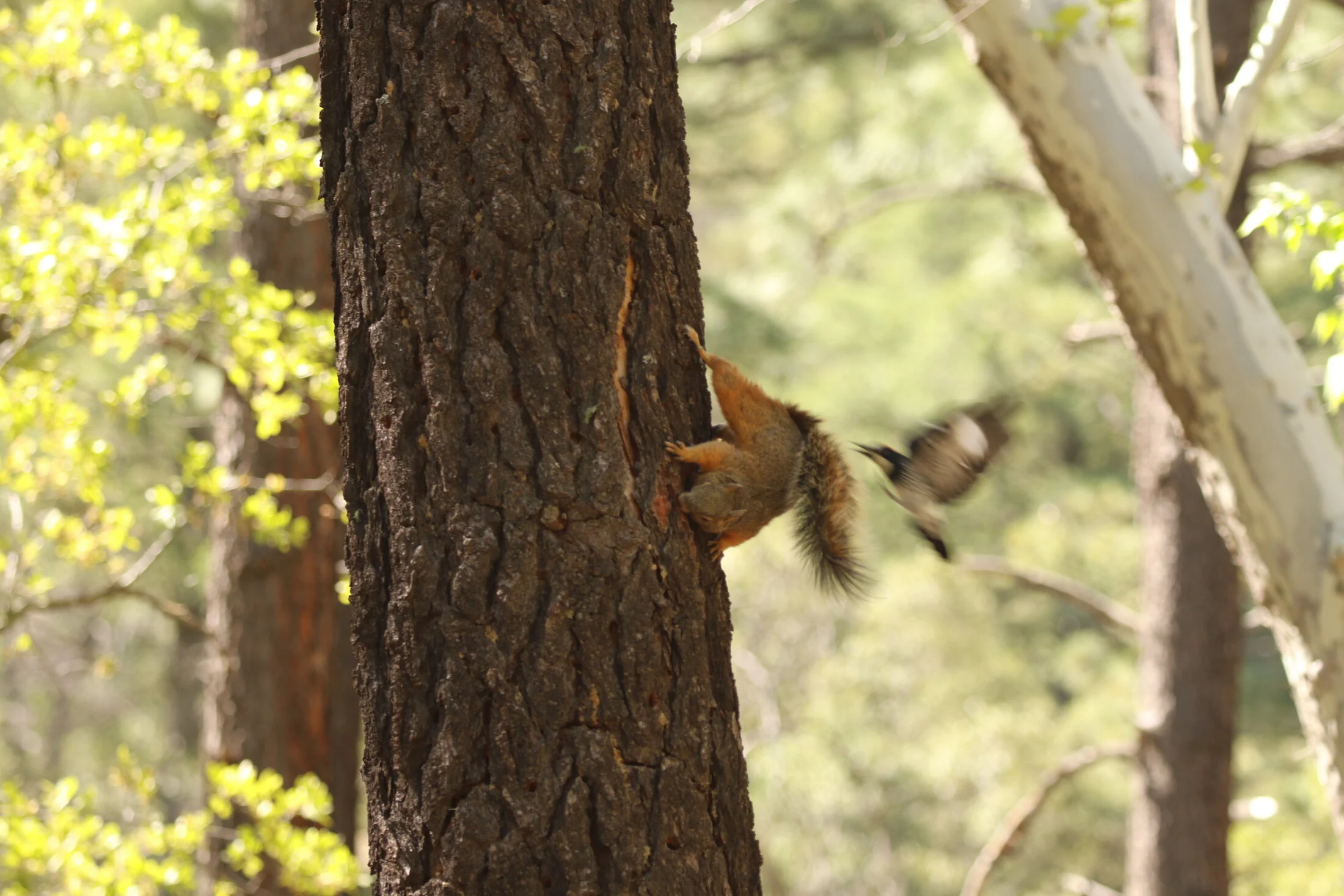 7D_46803.webp