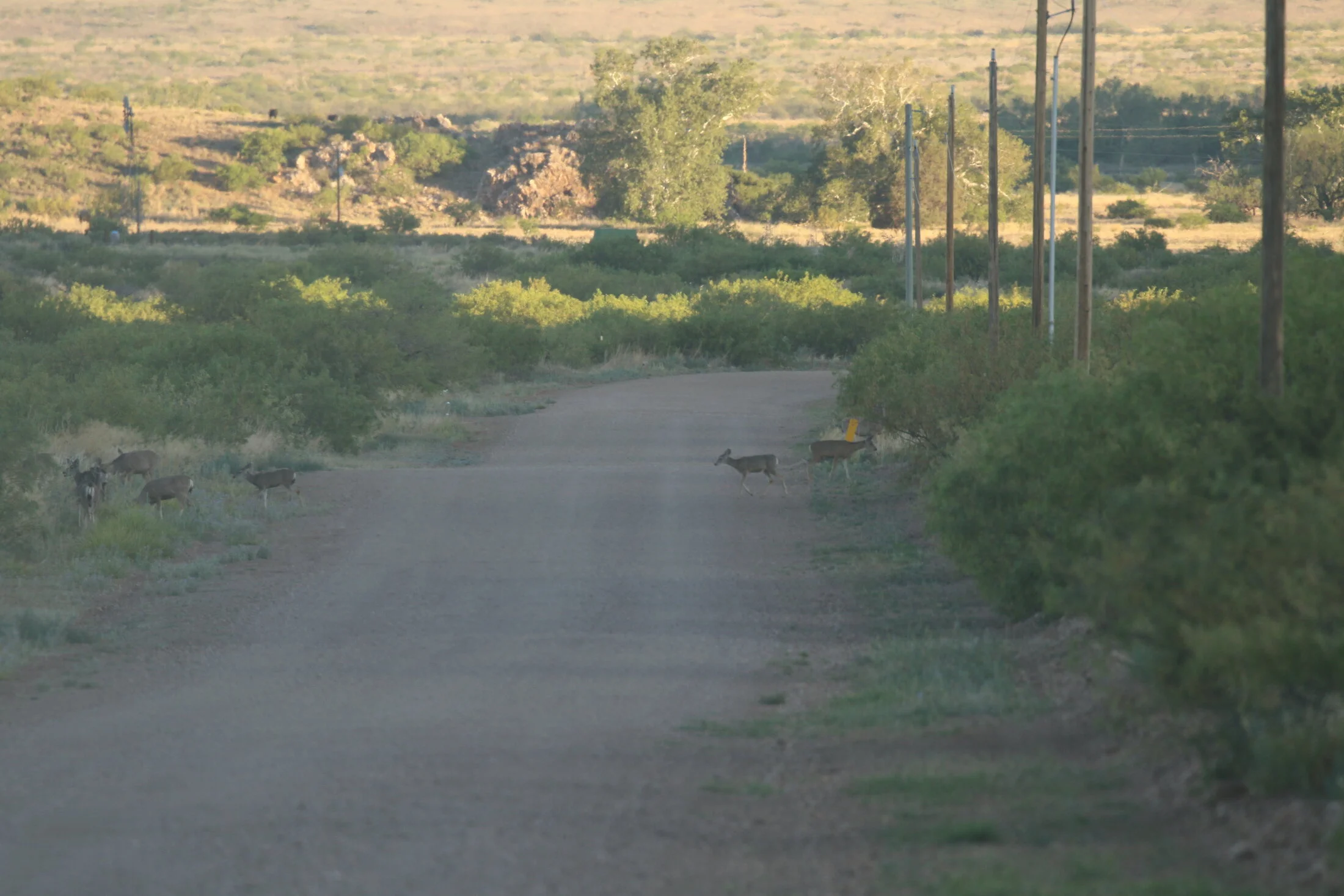 7D_46925.webp