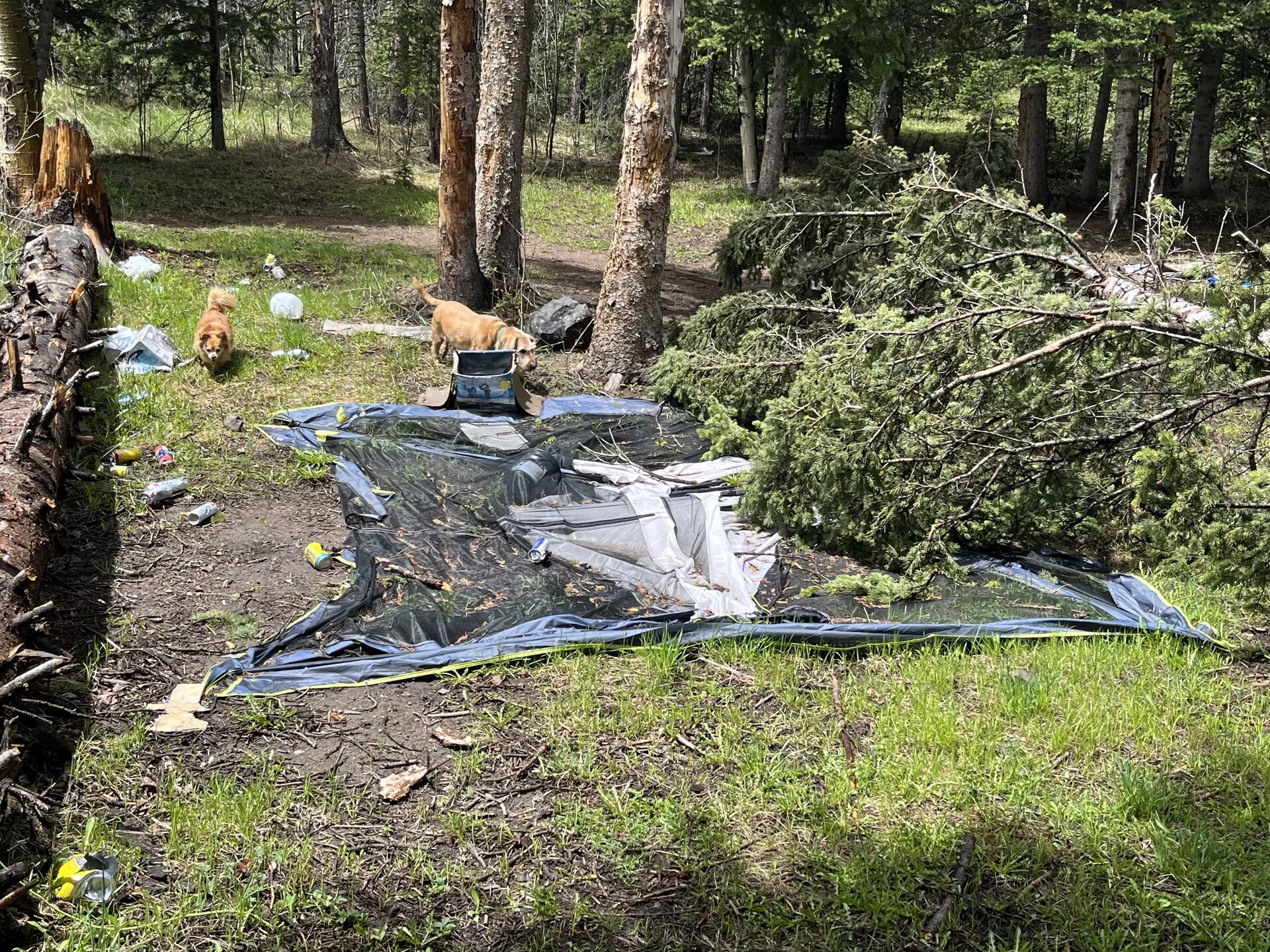 8C036835-3B1E-4100-BDEB-BEAA402ED0E9.webp