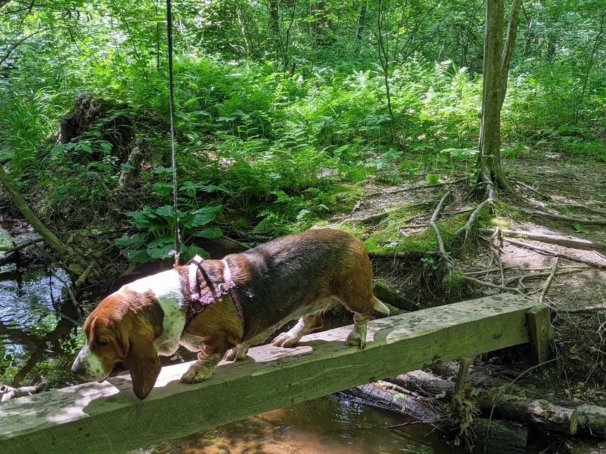 adventure.pup.jpg