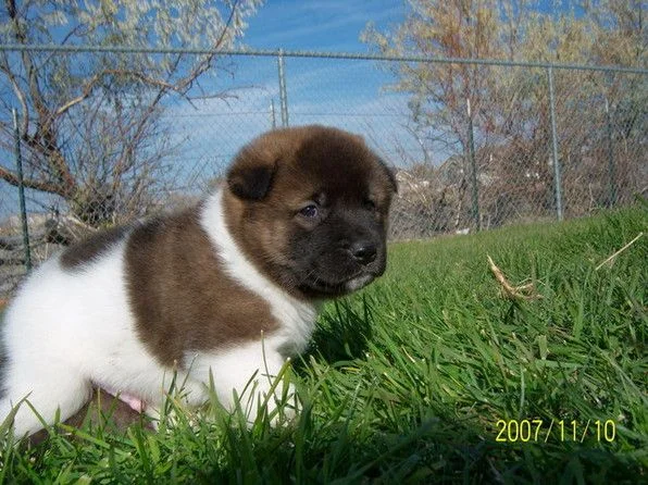 akita 1.jpg