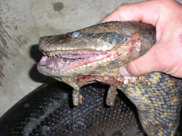 Anaconda.jpg