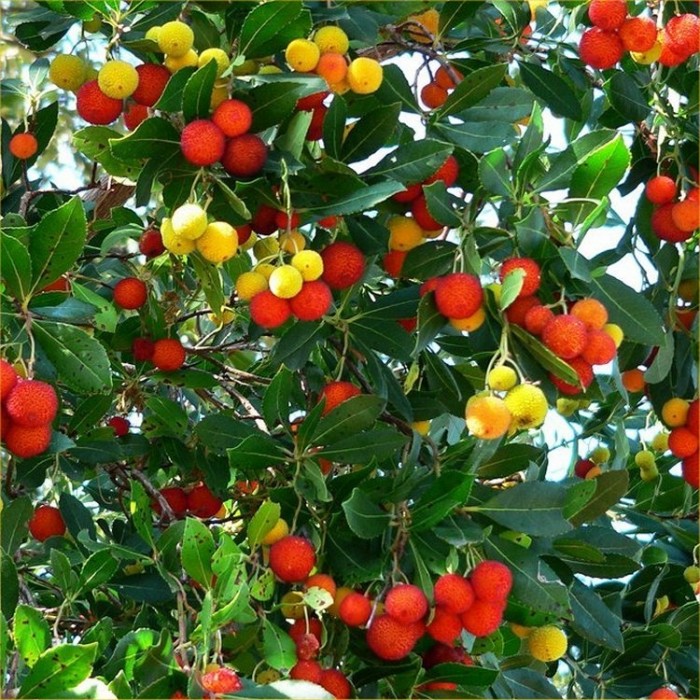 arbutus-strawberry-tree-750x750_2.jpg
