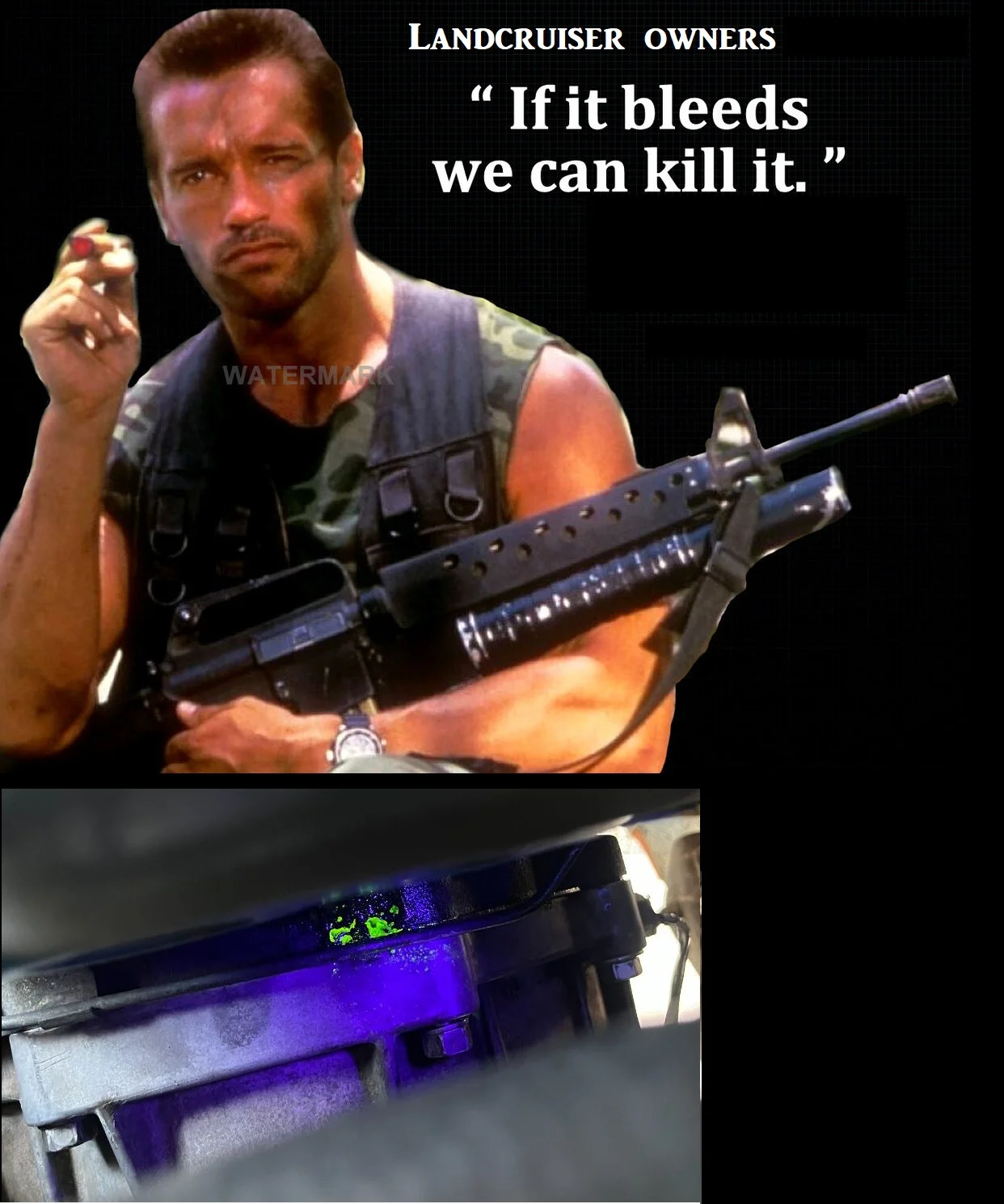 arnie.webp