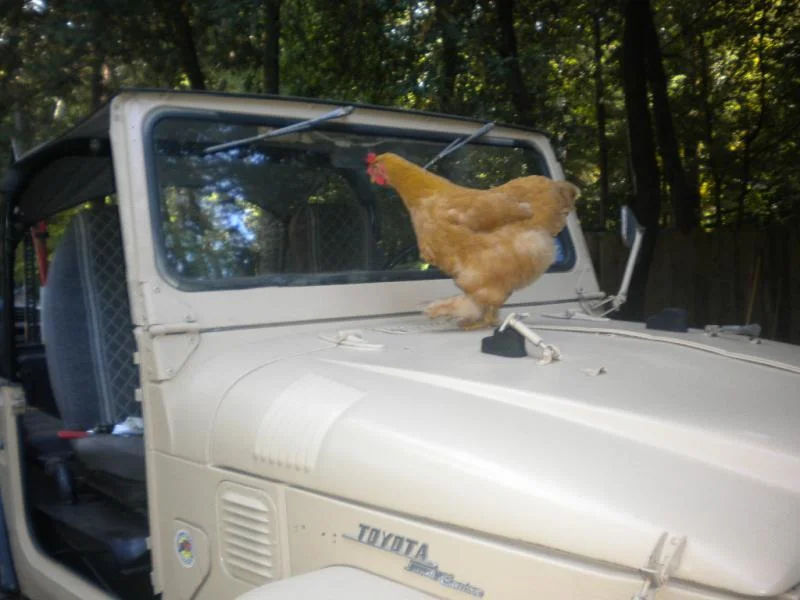 Cruiser Chicks!(chickens)Pics. | IH8MUD Forum | Toyota, Lexus & Off ...