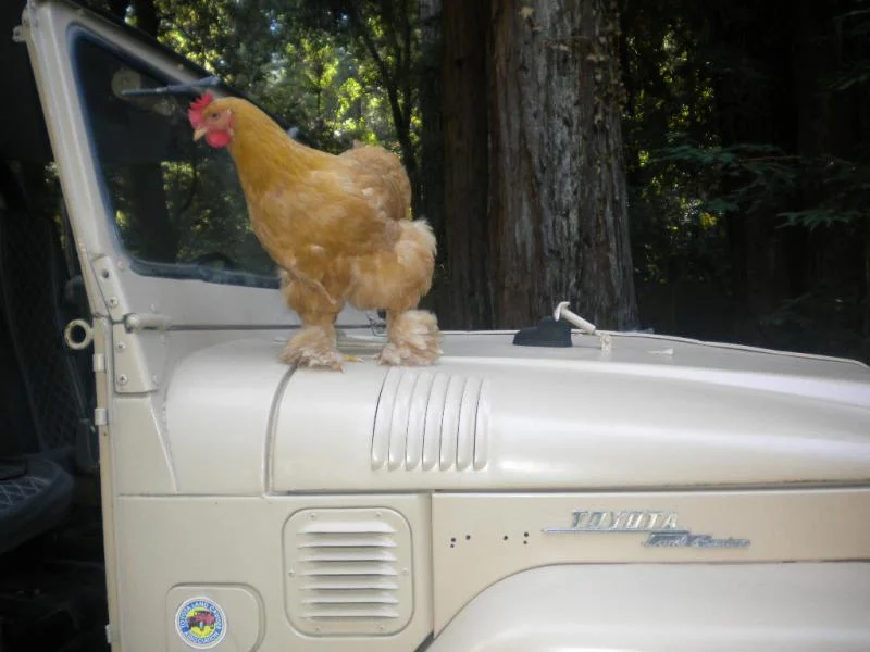 Cruiser Chicks!(chickens)Pics. | IH8MUD Forum | Toyota, Lexus & Off ...