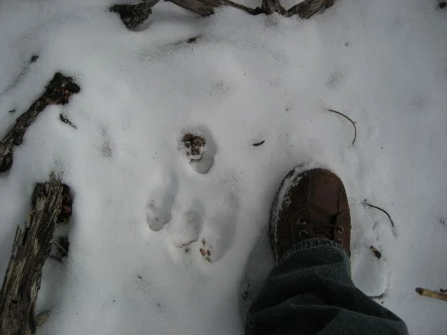 bbbearprint.webp