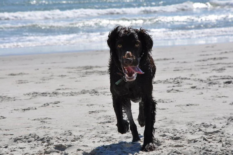 beach1.webp
