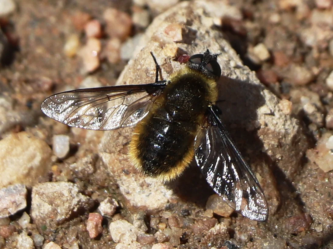 bee.webp