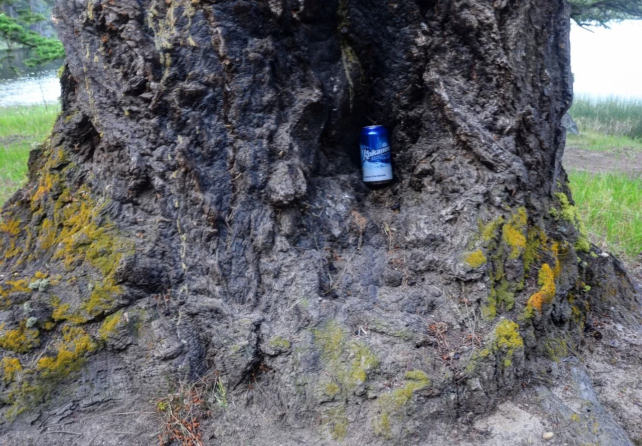 BeerTree (1280x890).webp