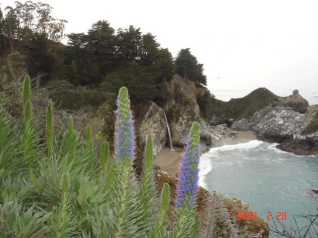 BIG SUR FEB 2009 024.webp