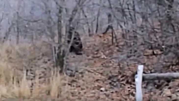 bigfoot-the-chase-10.webp