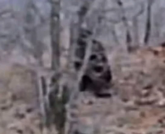 bigfoot-the-chase-11.webp