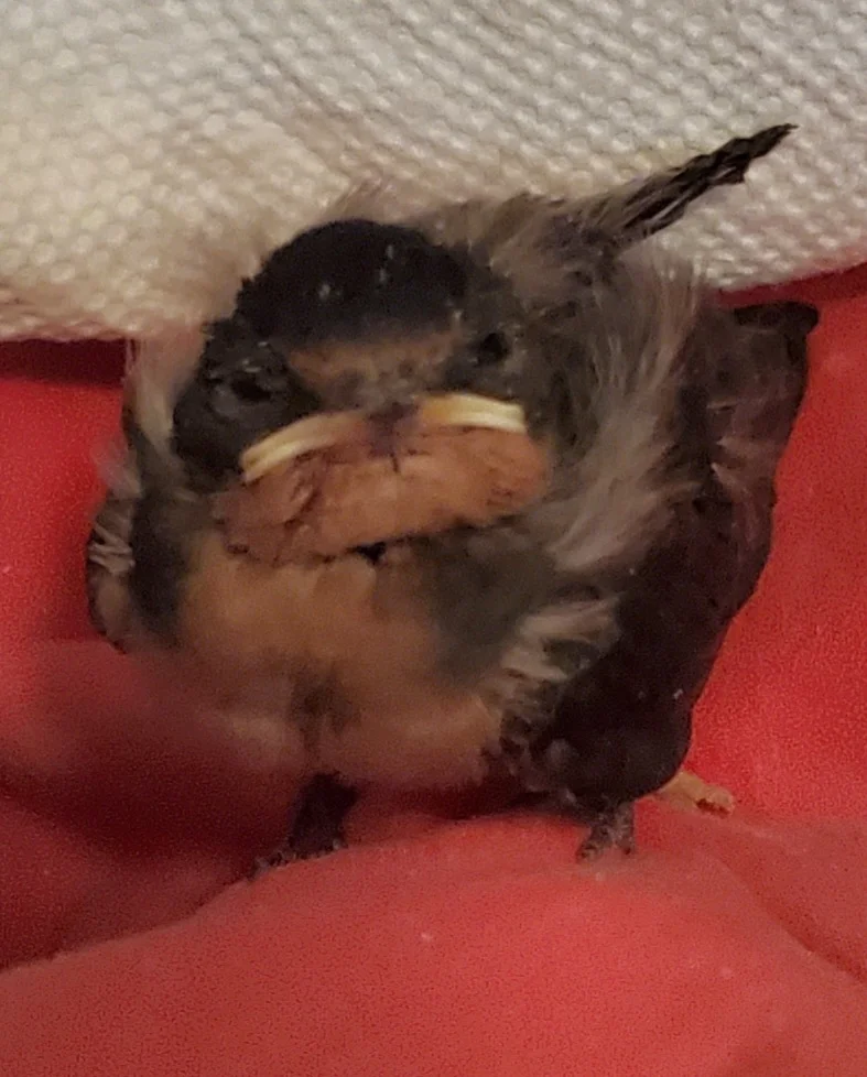 bird.jpg