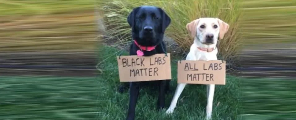Black Labs Matter.webp