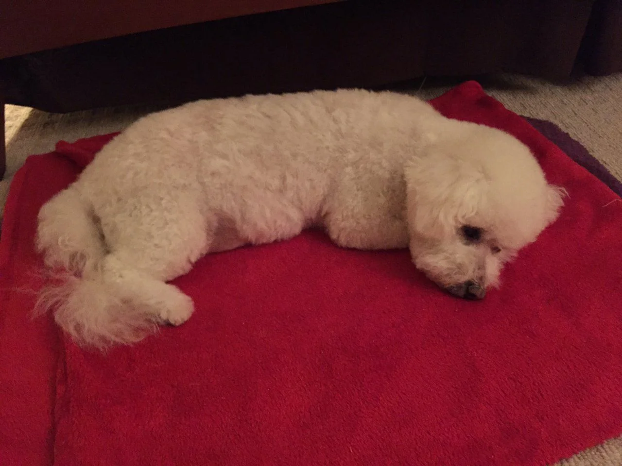 Bob laying down.webp