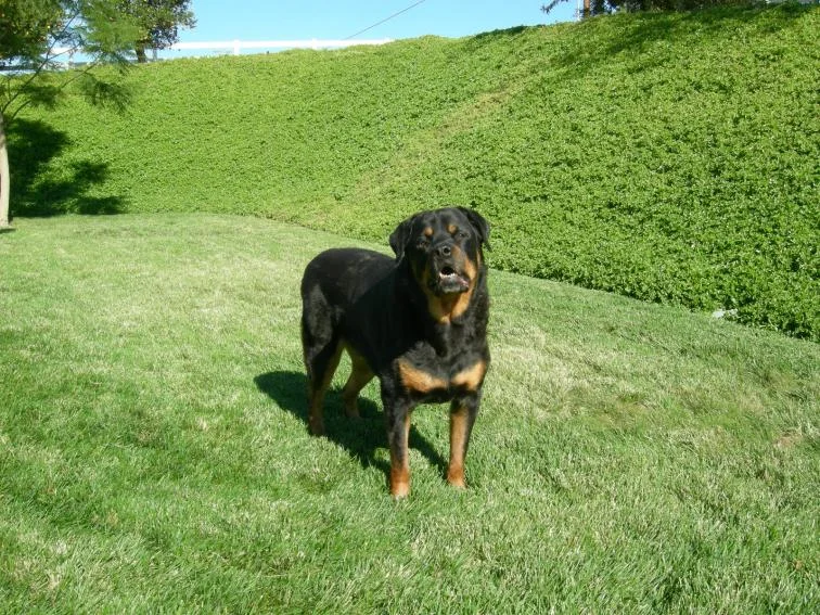 Boomer 002.webp