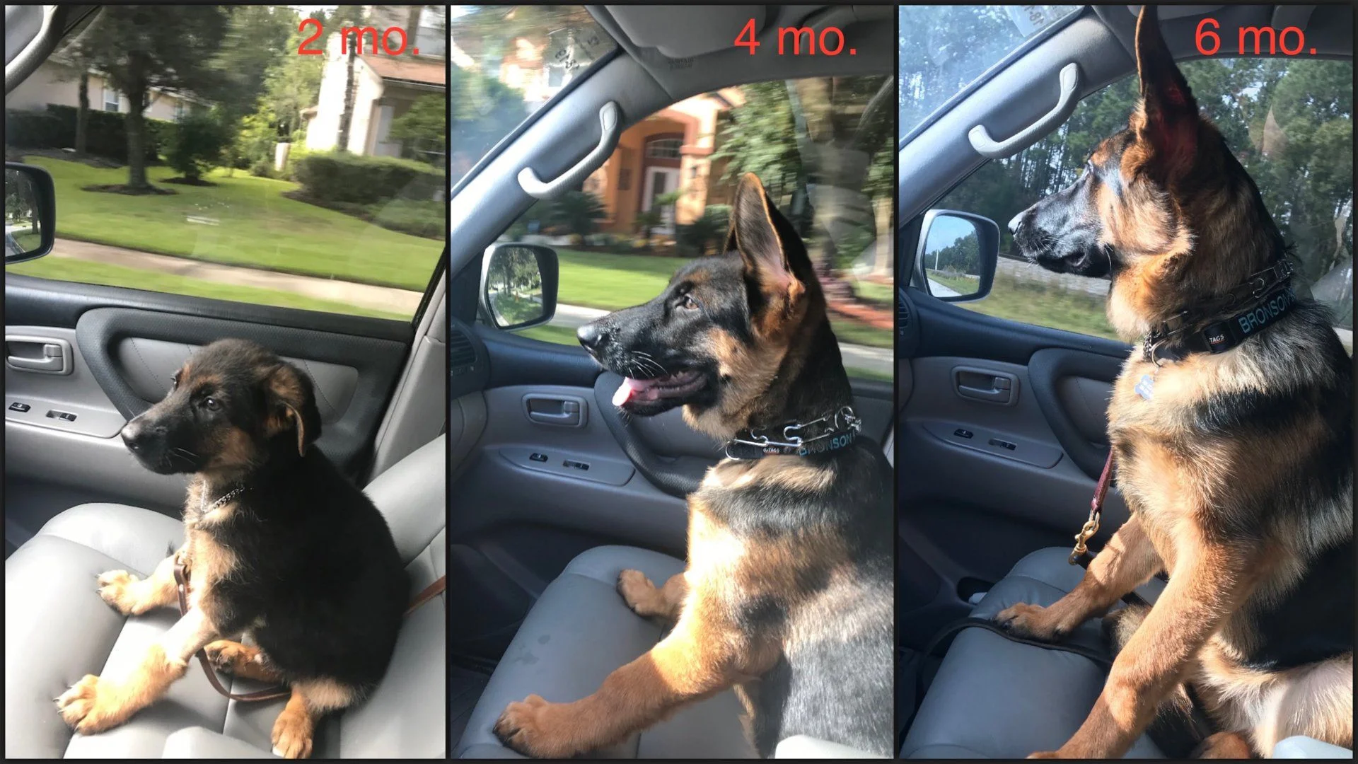 Bronson collage 2.webp