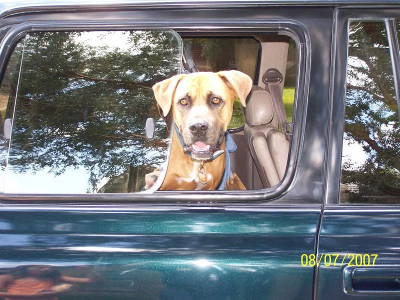 bruno.webp