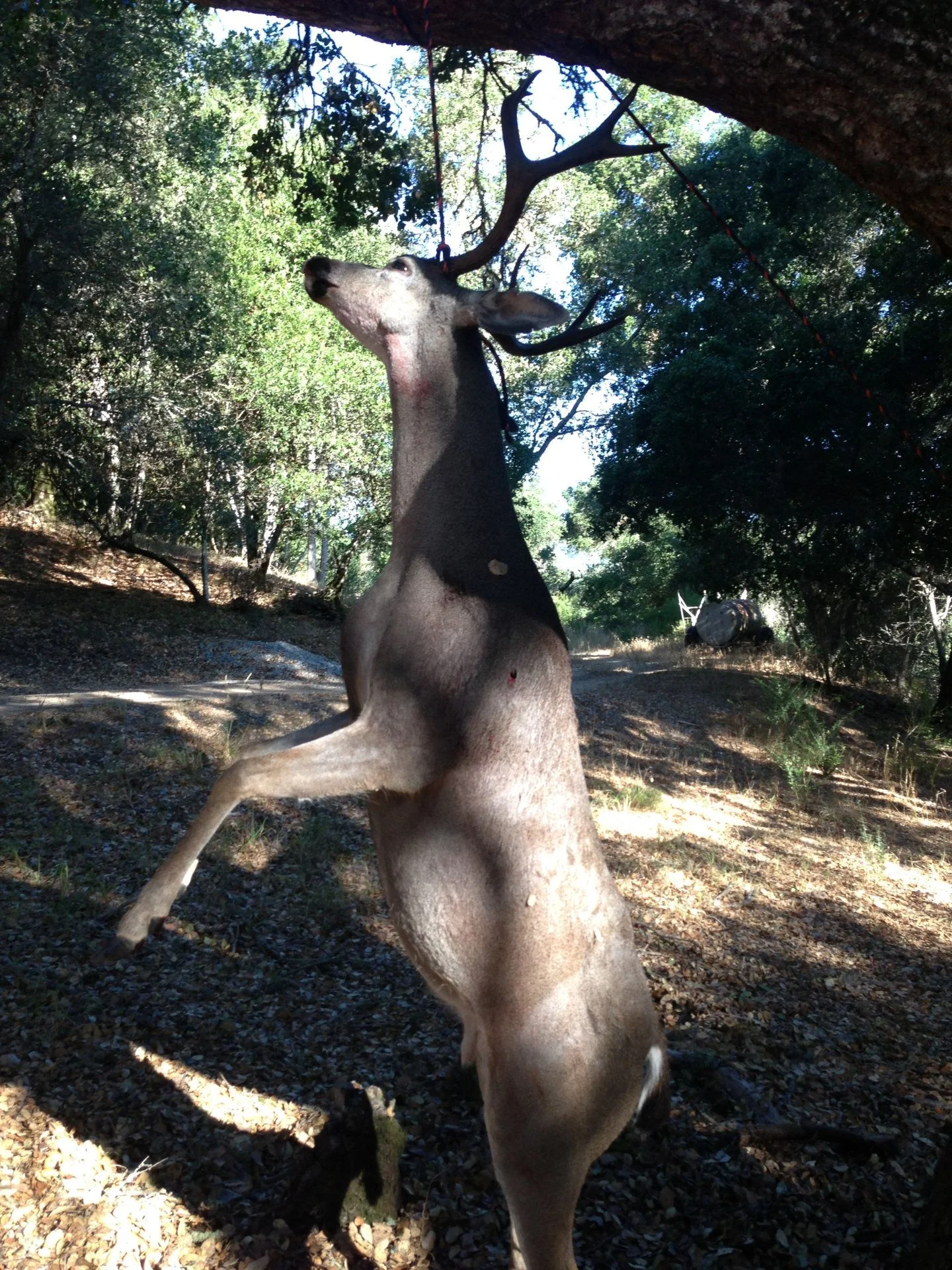 buck-1.webp
