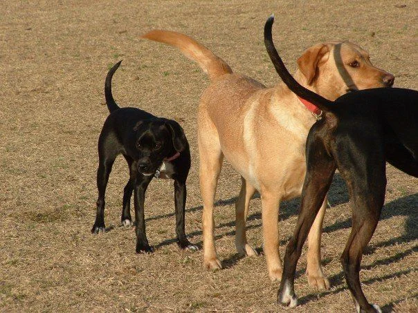 butt sniffer.webp