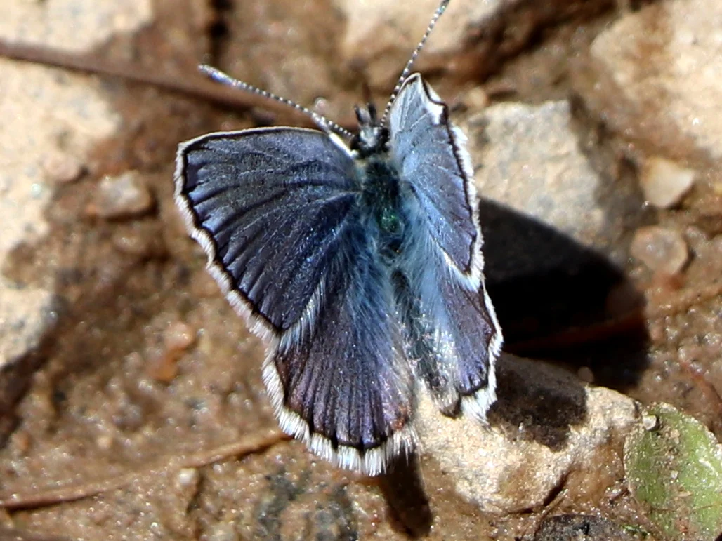 butterfly.webp