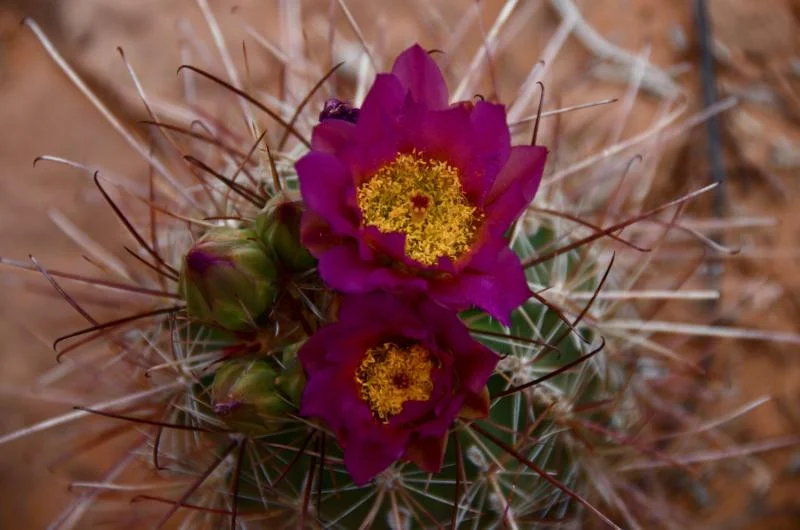 Cactus bloom.webp