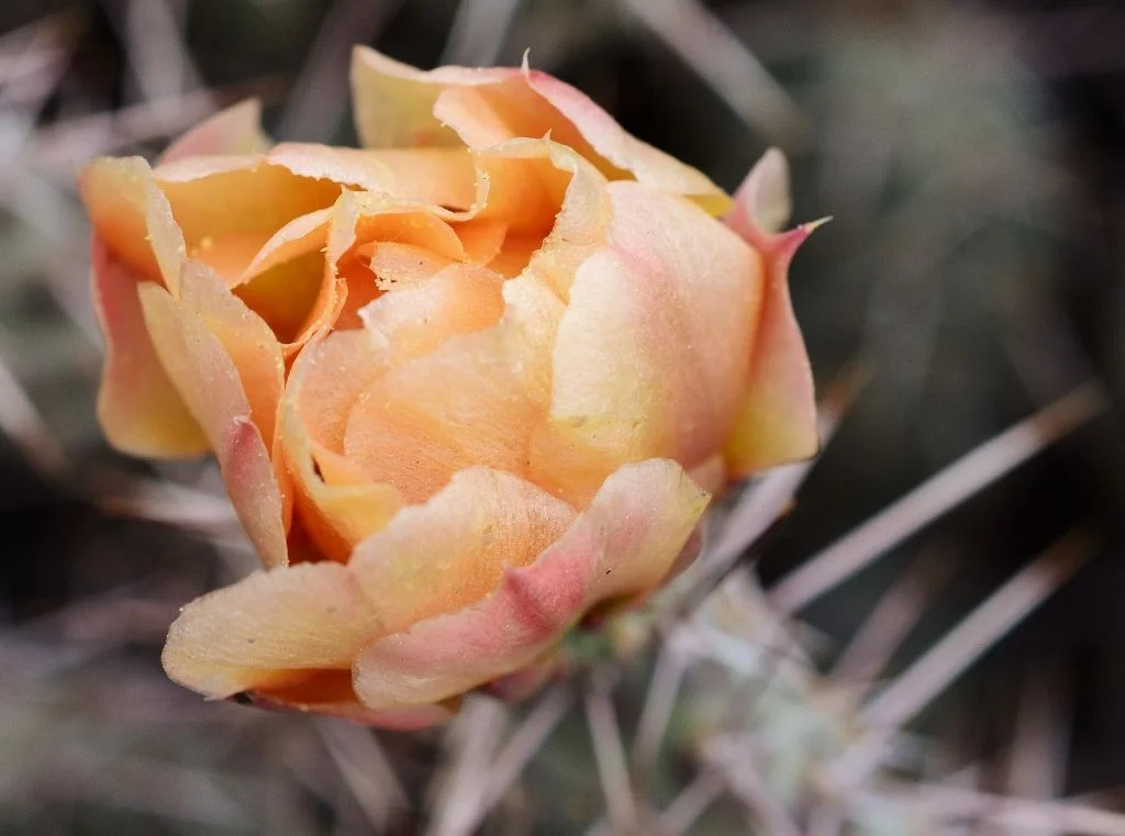 Cactus Flower (1024x761).webp
