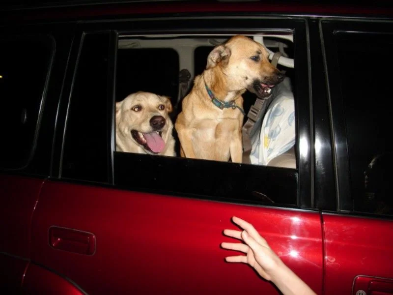 cardogs.webp