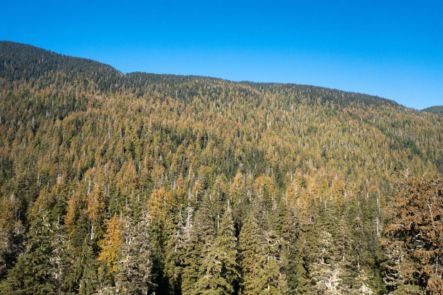 Carmanah-Valley-Cedar-Drought-1536x1023.webp