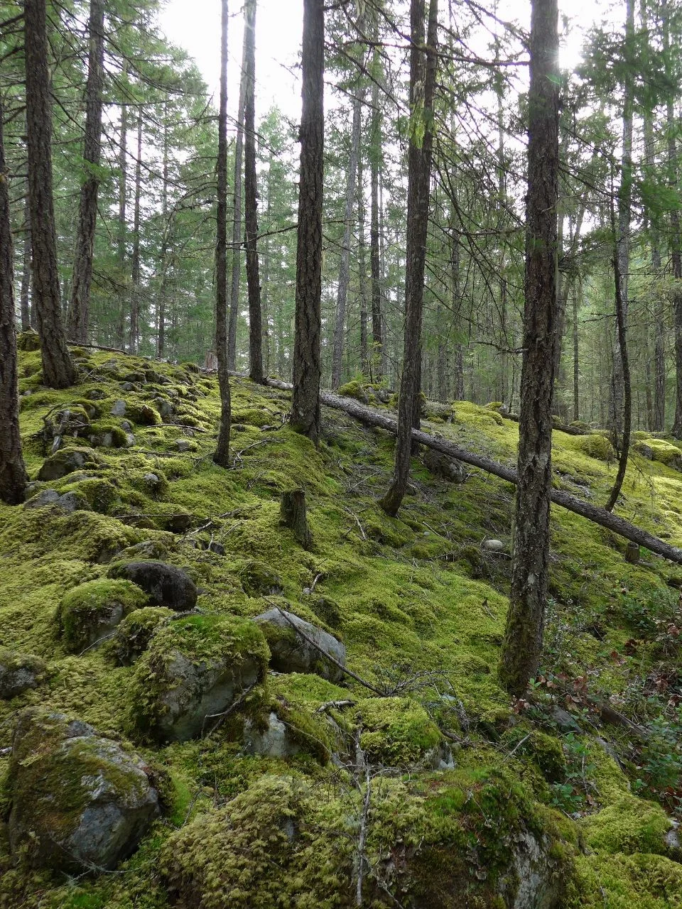 Carpet Moss (960x1280).webp