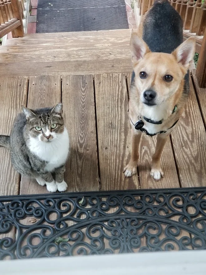 Cats and Dogs.jpg