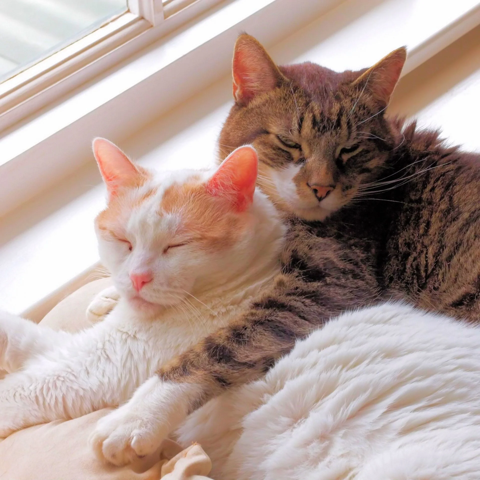 Caturday1.webp