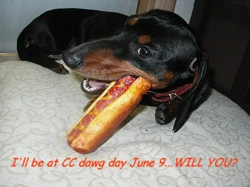 cc Dog Day.webp