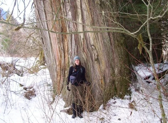 cedar.webp