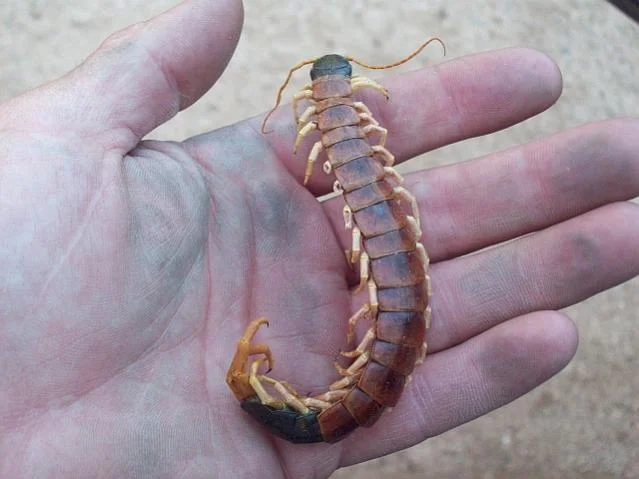 centipede.webp