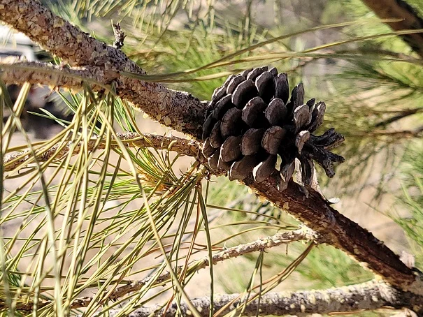 Chi pine.jpg